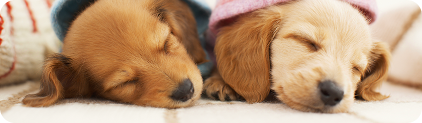 オリオン動物病院 調布